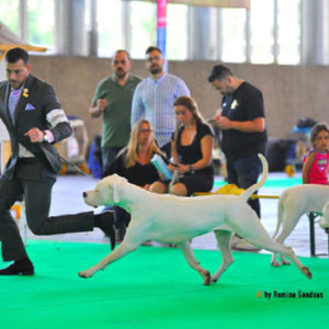Dogo Argentino World Champion ESPARTACO DEL ÑAITUPE Dogo Argentino